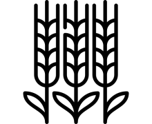 Ячмінь (4)