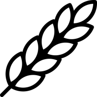 Пшениця