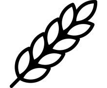 Пшениця (12)